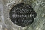 Detailed Gerastos Trilobite Fossil - Morocco #152808-2
